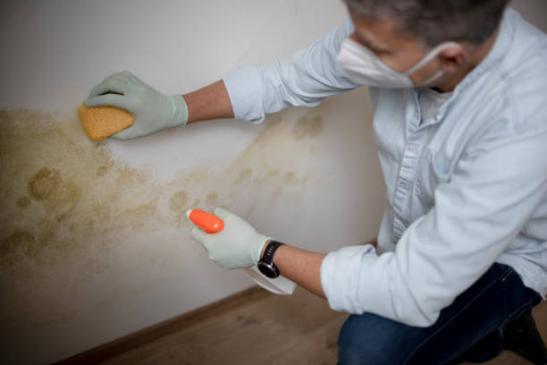 Best Professional Mold Removal  in Helena West Side, MT