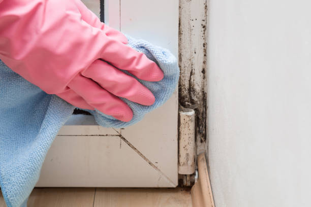 Best Attic Mold Removal  in Helena West Side, MT