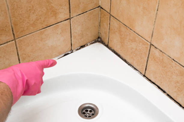 Best Mold Testing  in Helena West Side, MT
